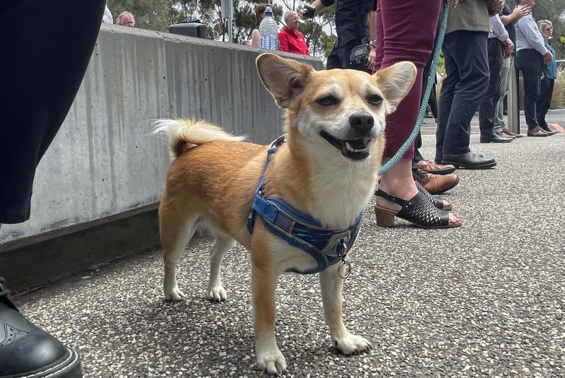 墨尔本大学格林克罗斯兽医医院正式开业