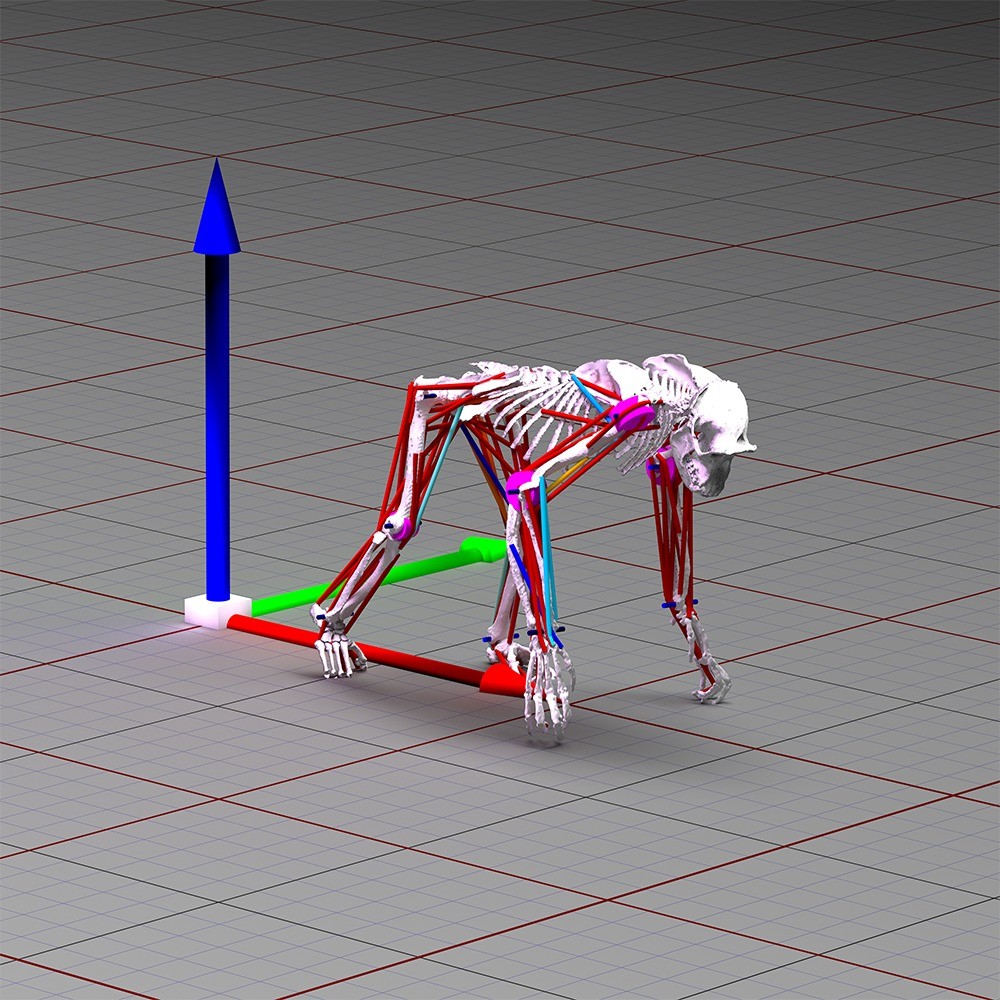 大猩猩帮助研究人员改进动物模拟的机器学习