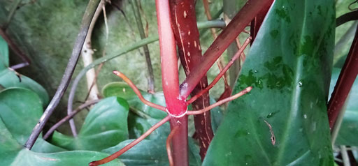 新研究揭示了保持家庭盆栽健康的解决方案