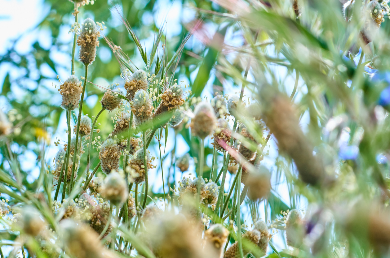 纤维的发现可能改善肠道健康