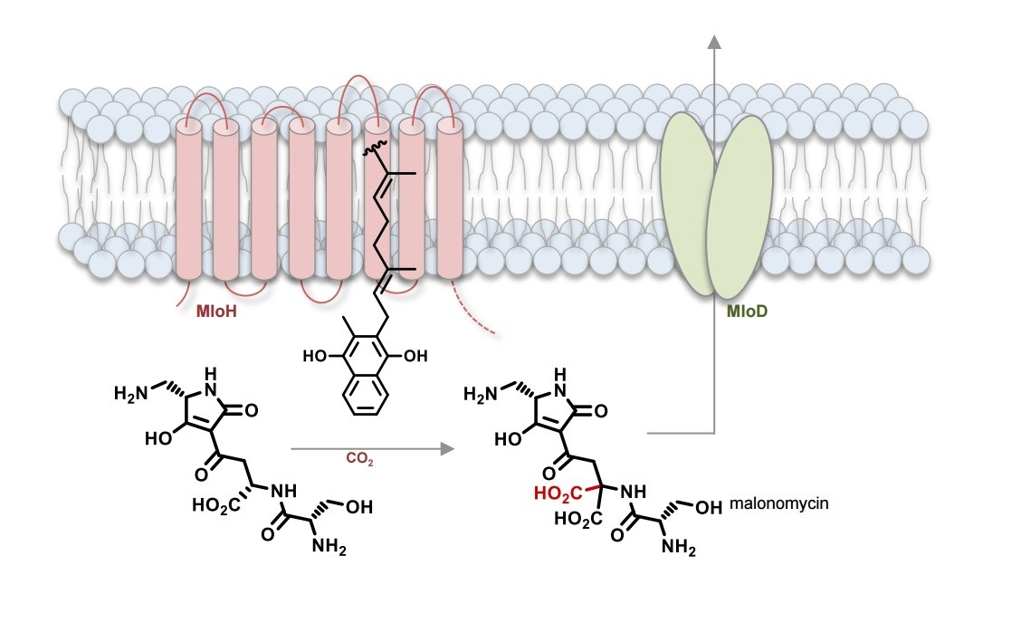 科学家发现利用基因编辑制备抗生素的新途径