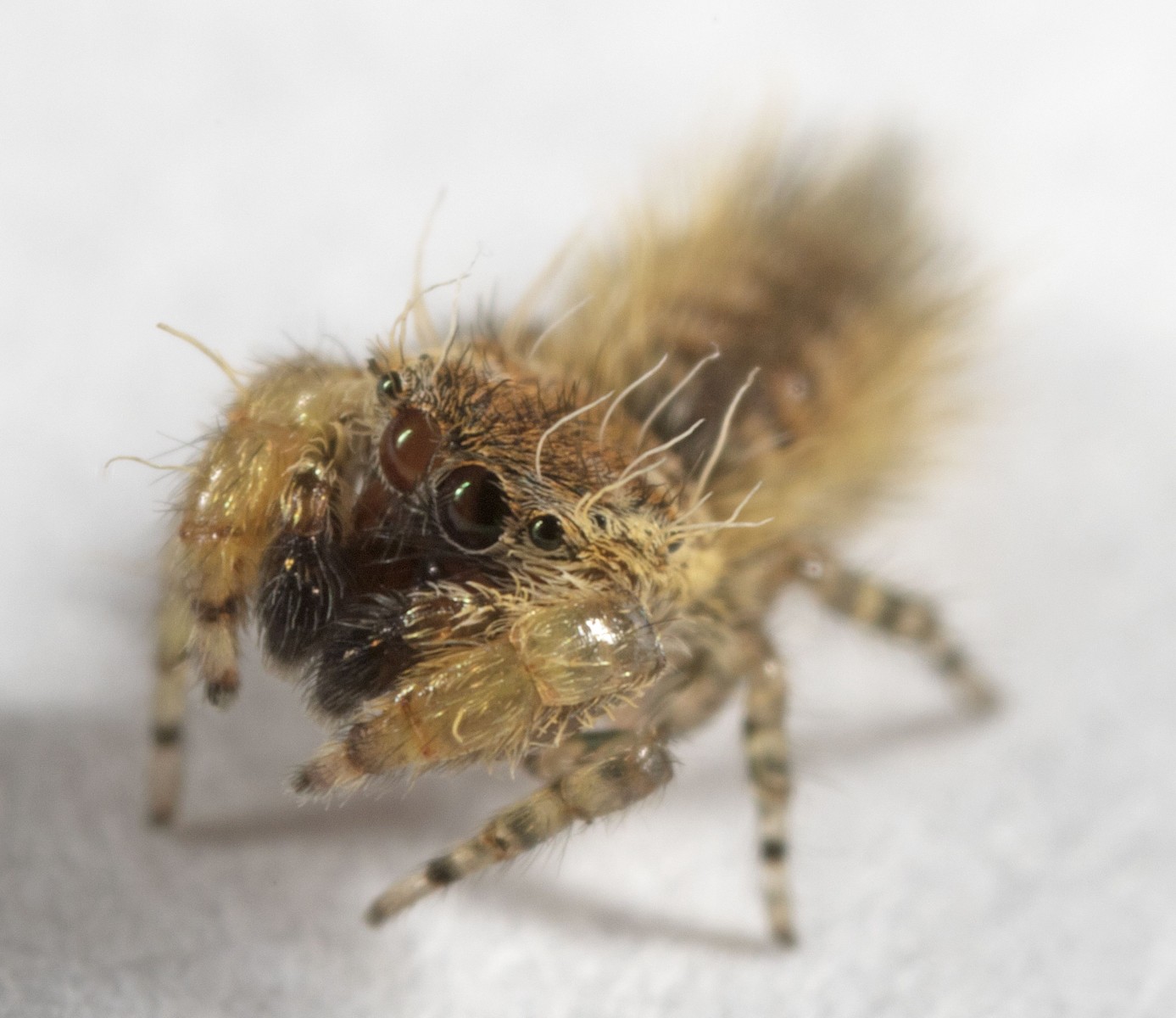 为儿童作家而命名的新发现的跳蛛