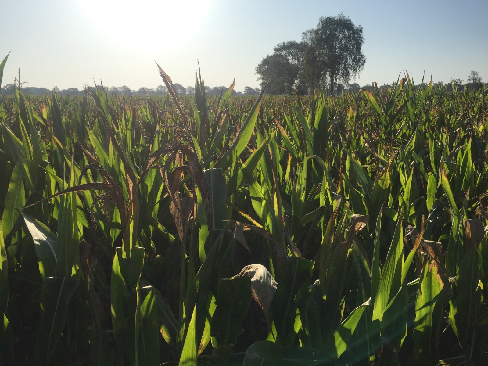 土壤中的微生物使作物能够抵抗干旱
