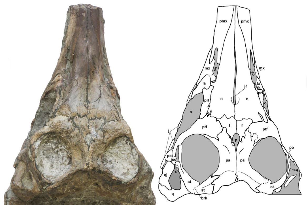 首颗完整的侏罗纪海洋爬行动物头骨揭开150年的谜团