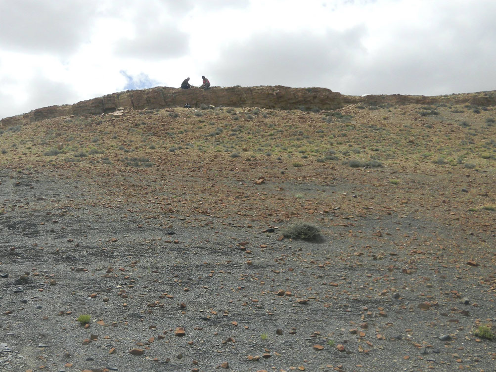 化石植物中发现类似防晒化学物质，揭示紫外辐射对大规模灭绝事件的影响