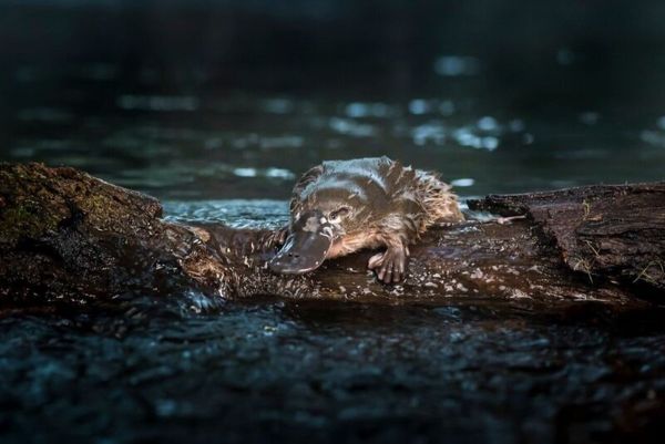 智能水箱改善鸭嘴兽繁育成功率
