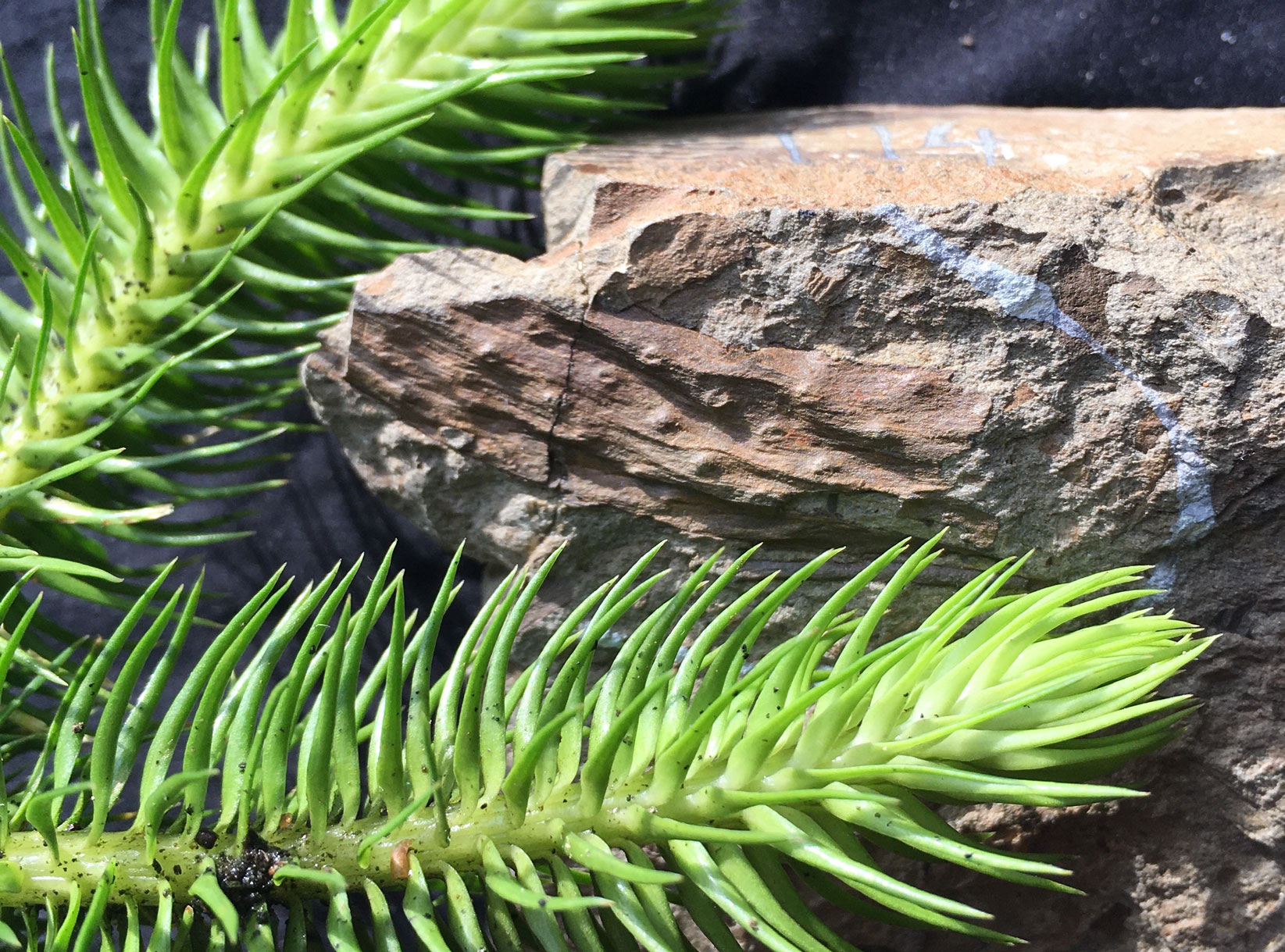 早期森林对大气中二氧化碳水平的影响不显著