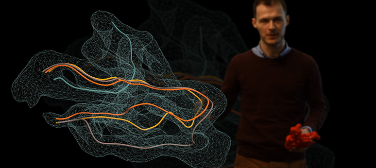 三维模型揭示人胎盘的营养物质交换