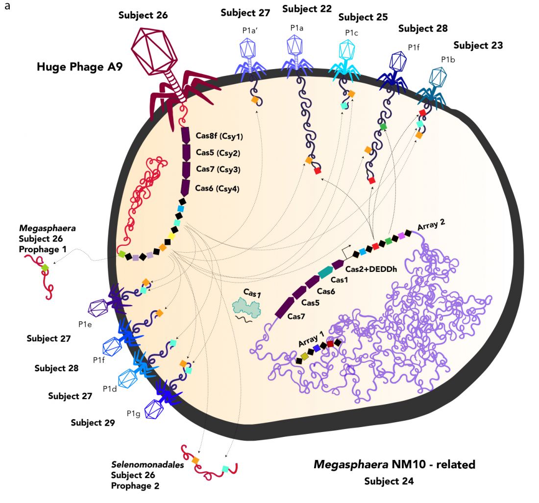 巨大噬菌体：影响人类疾病