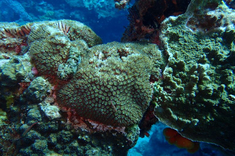 新的治疗方法可以提高珊瑚对热量的耐受性，并为受威胁的珊瑚礁争取时间