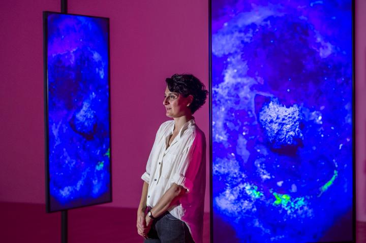 “由‘Swarmzy’创作的蜜蜂音乐引发艺术展轰动” “由‘Swarmzy’创作的蜜蜂音乐引发艺术展轰动”