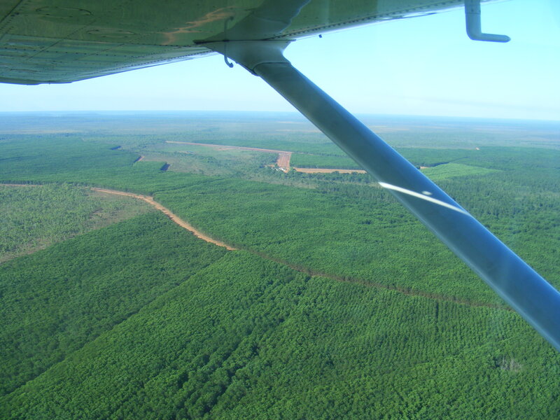 与提维岛合作，在七年内森林出口将翻倍