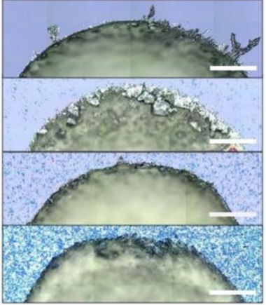 石墨烯添加剂展示了控制有机晶体结构的新途径