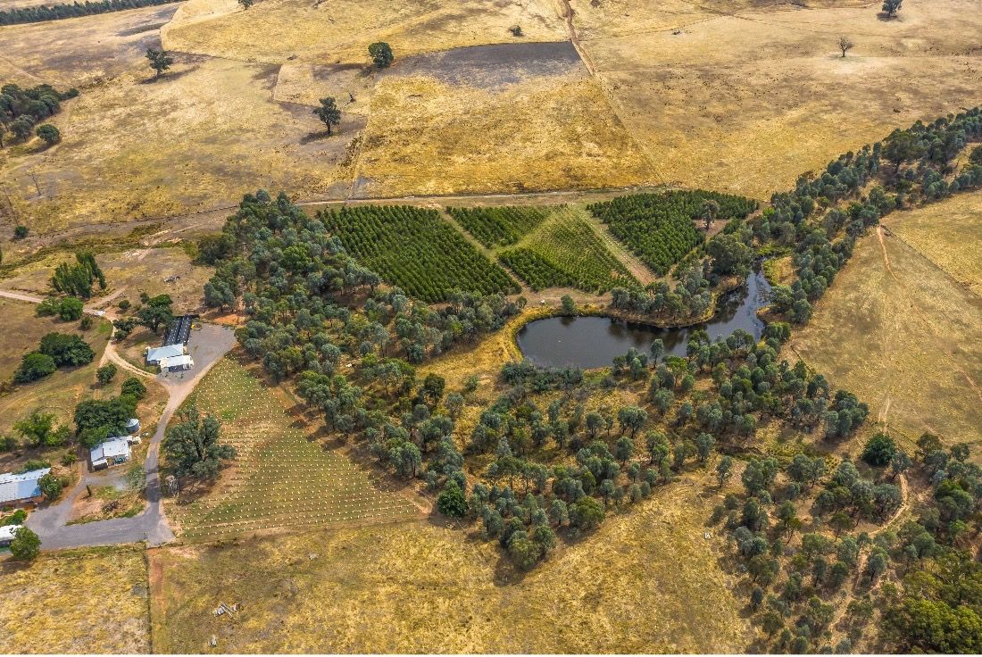 澳大利亚生产的桉树复合物对治疗羊模型肺损伤具有效果