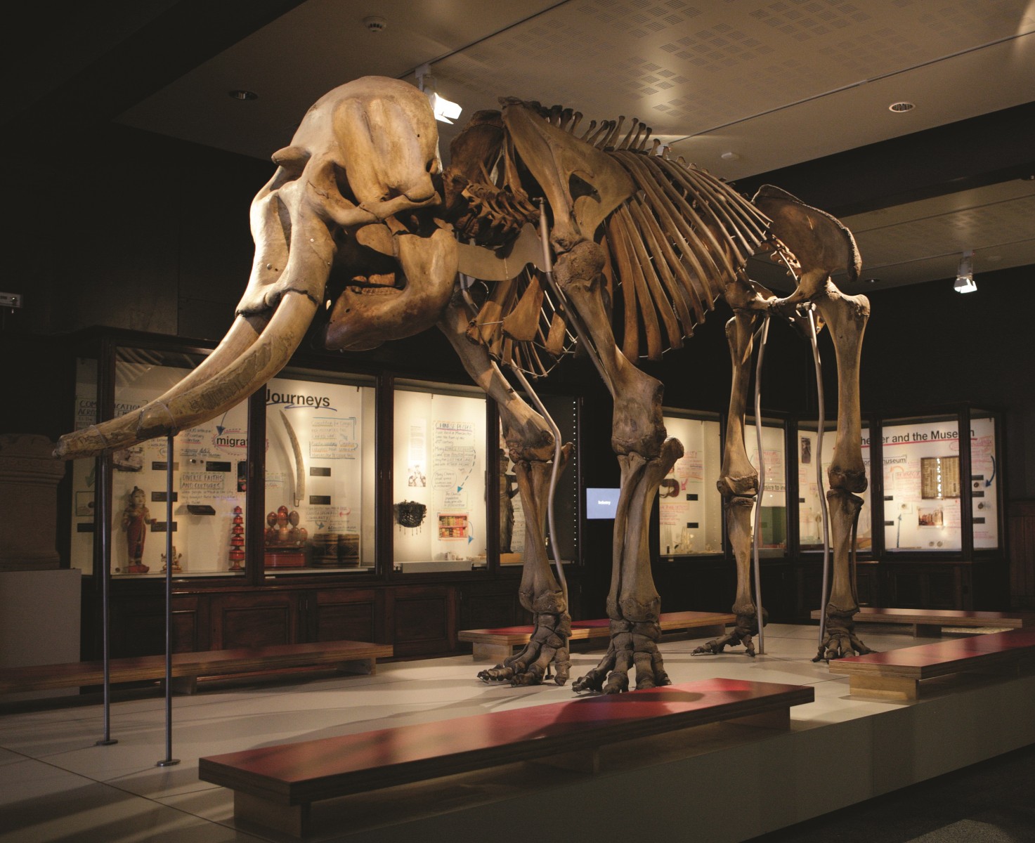 曾见过大象在火车站吗？马哈拉贾……一个动人的故事