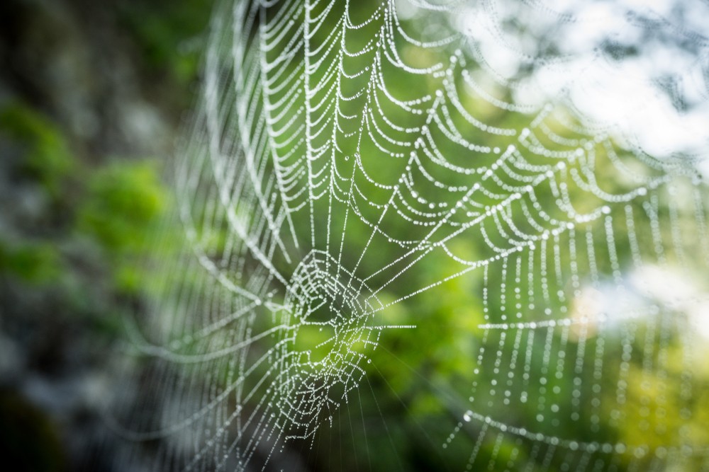 科学家坚持使用蜘蛛丝作为传统胶水的可生物降解替代品