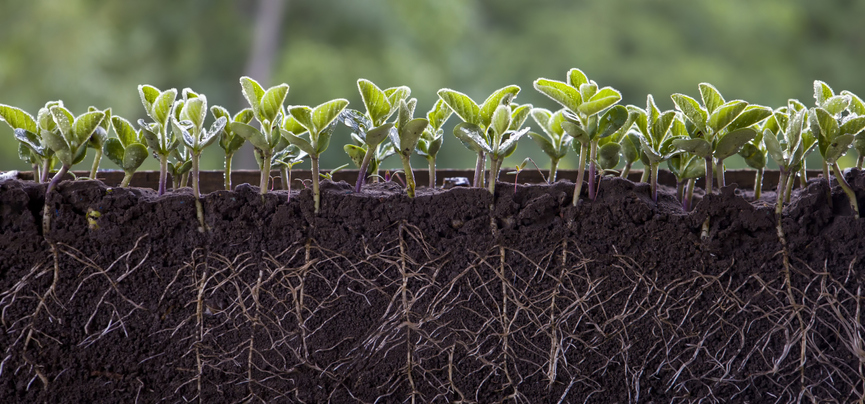 研究人员获得重要资助探索植物如何感知水分压力