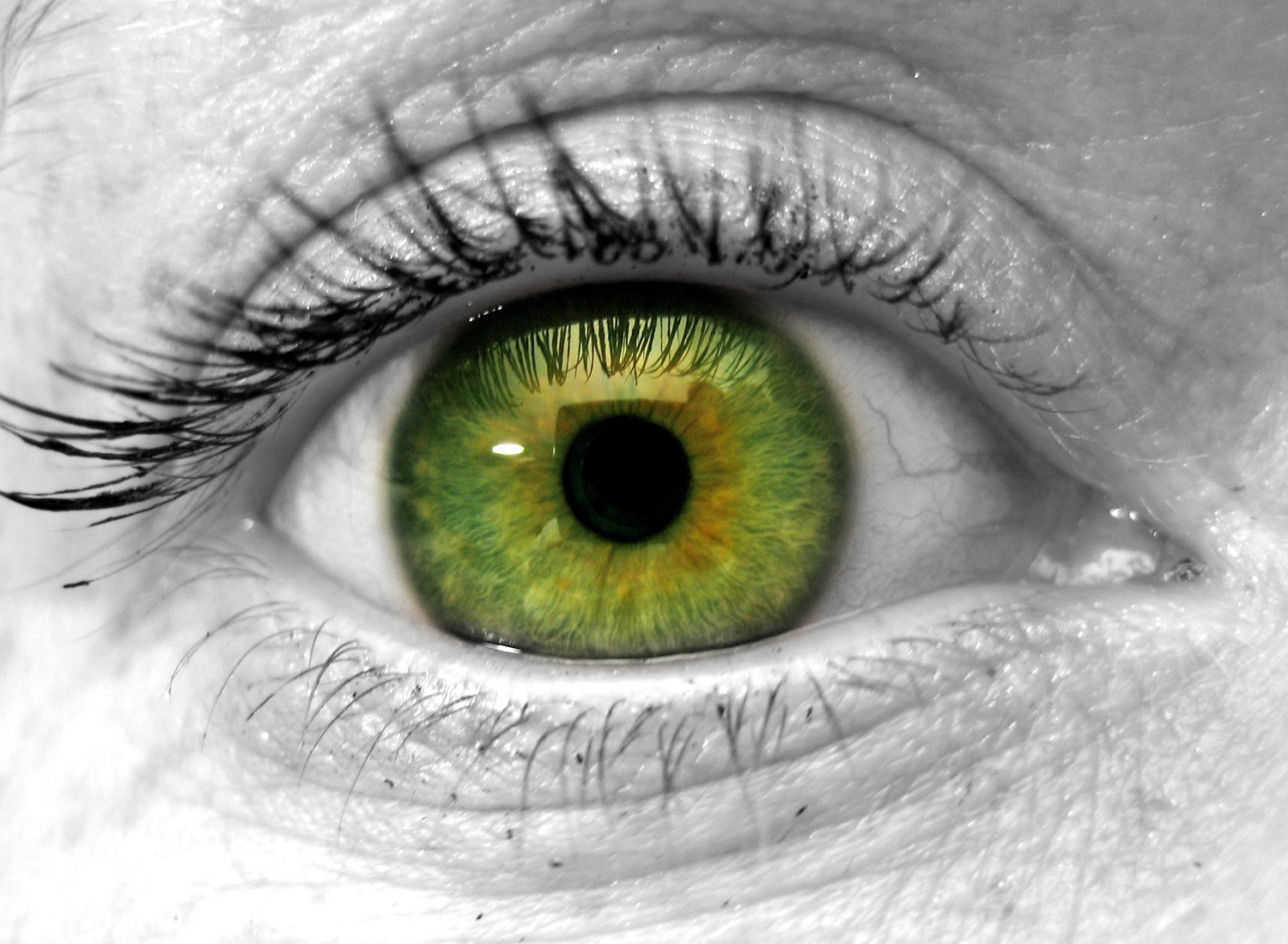 真菌眼部感染导致每年超过50万人失去一只眼睛视力。 真菌眼部感染导致每年超过50万人失去一只眼睛视力。