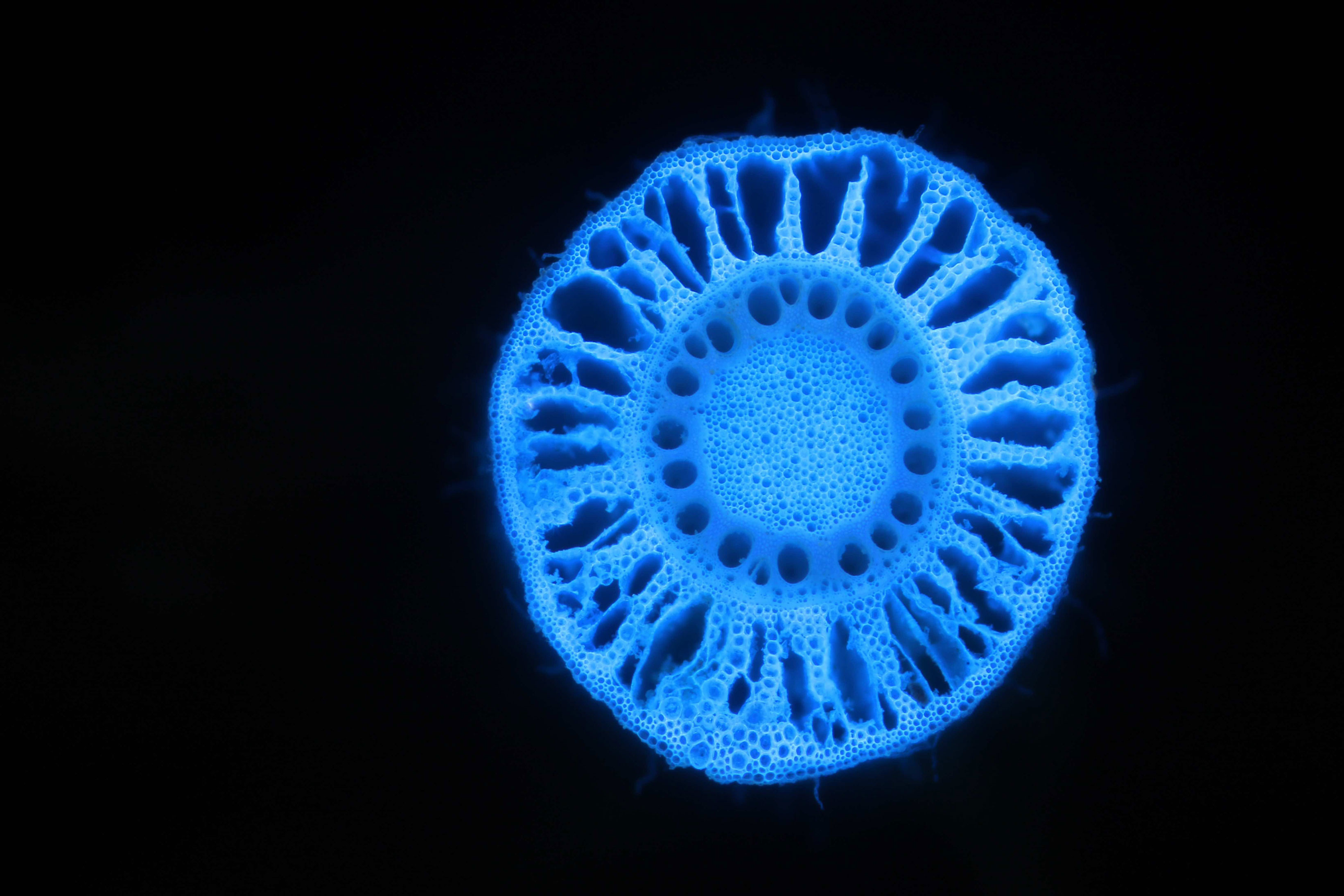 发现新基因助力培育抗气候变化作物