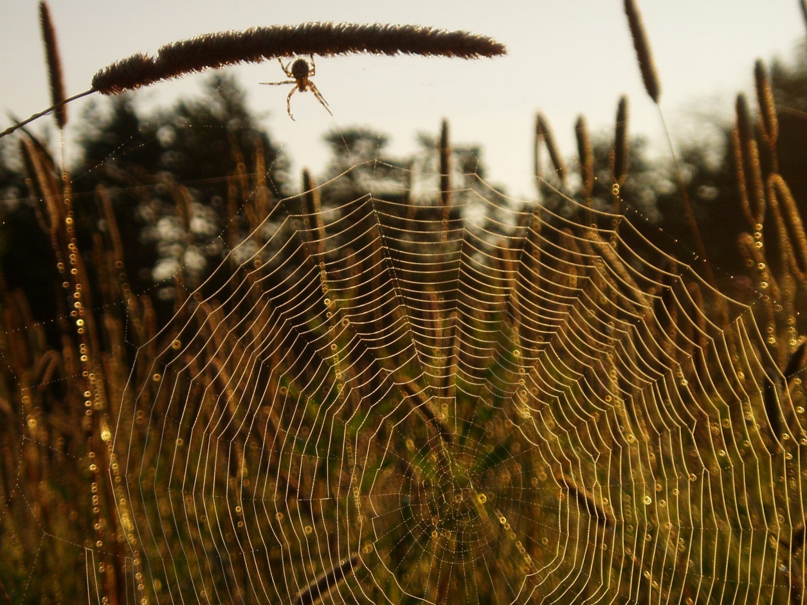 心理学家对恐蜘蛛症持积极态度 心理学家对恐蜘蛛症持积极态度