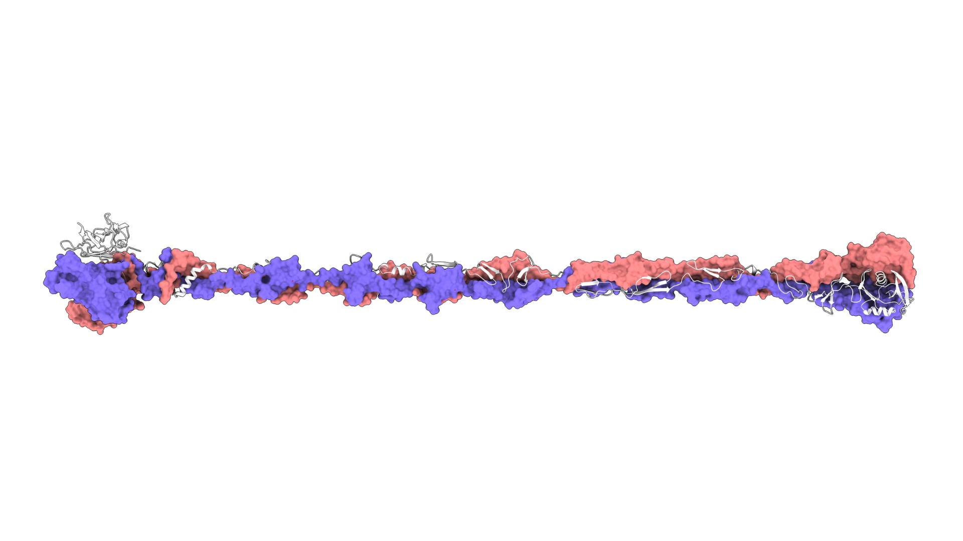 科学家解开了掠食性细菌如何识别猎物的谜团.