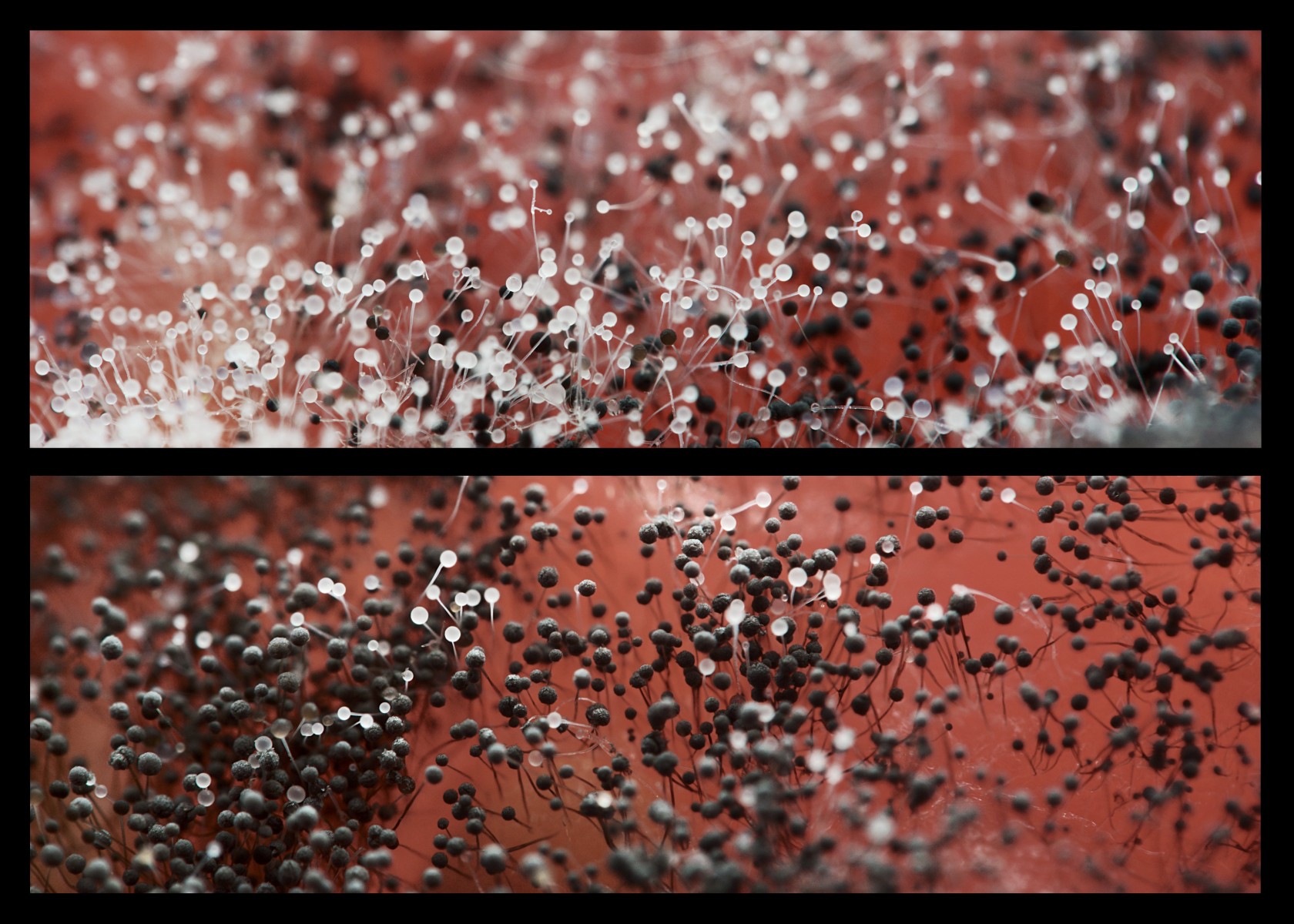 新型测试可检测患者是否存在致命真菌孢子风险