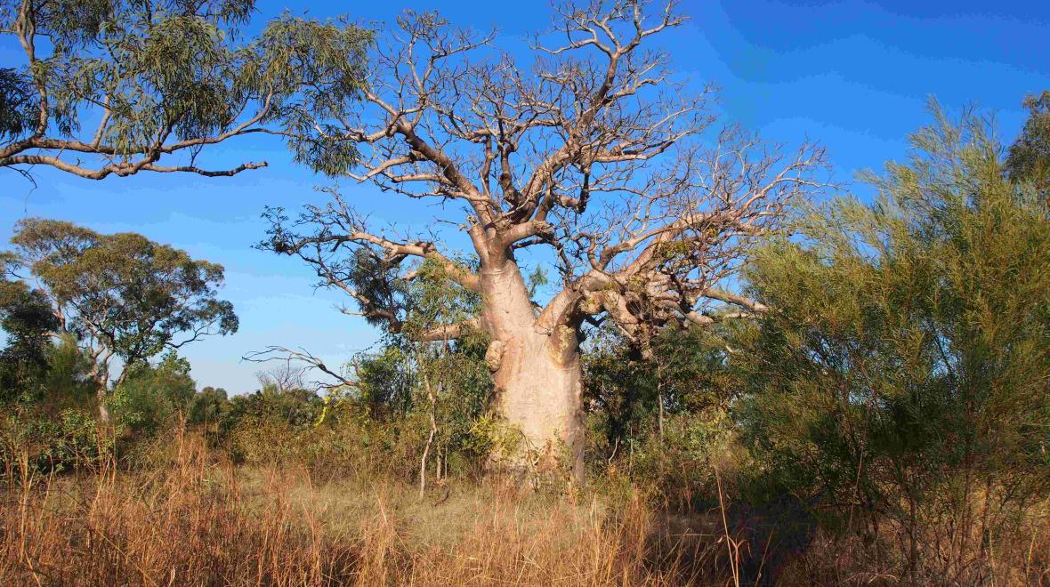 雕刻在标志性古树上的迷失澳大利亚故事