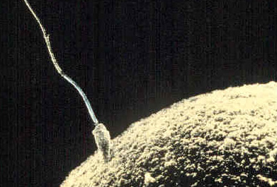 从人类精子中分离出的化合物可能治疗遗传性疾病 从人类精子中分离出的化合物可能治疗遗传性疾病