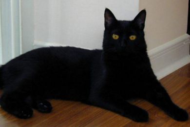 黑猫(纯黑的猫是什么品种?)